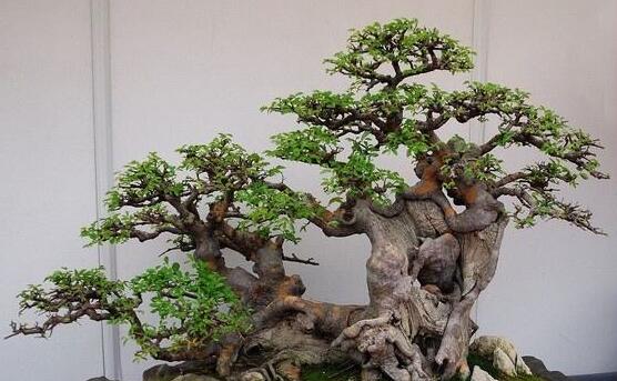 榕樹(shù)盆景病蟲(chóng)害防治方法，盤(pán)點(diǎn)最全面四種常見(jiàn)病蟲(chóng)害