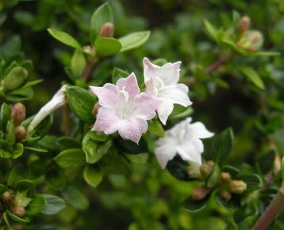 六月雪用什么土栽培好，結(jié)構(gòu)疏松、排水透氣、富含腐殖質(zhì)沙質(zhì)土壤最佳