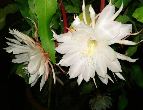 家里養(yǎng)曇花吉利嗎，好運(yùn)來臨、驚喜不斷(吉祥如意)