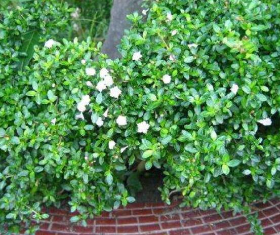 六月雪什么品種好，盤點六月雪最好的三個種類(陰木/金邊/山地)