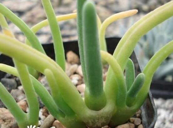 碧光環(huán)種植方法，擇健康種子、保水保肥土壤/淺盆為主