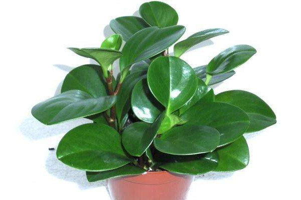 碧玉長高了怎么修剪，摘心打頂/疏枝剪葉等