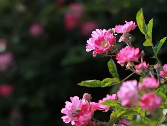 藤本月季和薔薇的區(qū)別，刺大的是藤本月季（三種區(qū)別方法）