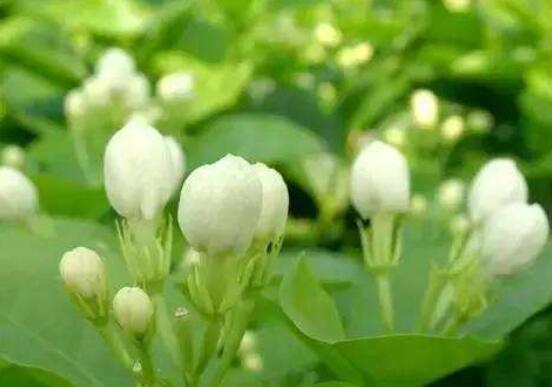 茉莉花掉葉子怎么辦，四種原因以及解決辦法