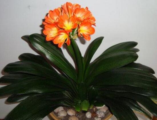 君子蘭怎么施肥，君子蘭什么時候施肥好