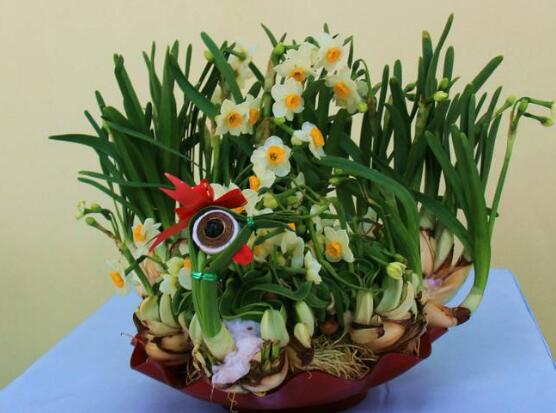 盆栽水仙花的養(yǎng)殖方法，老農(nóng)總結(jié)八大養(yǎng)殖方法