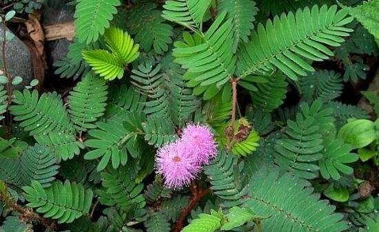 含羞草怎么養(yǎng)活，做好五個(gè)要點(diǎn)存活率百分百