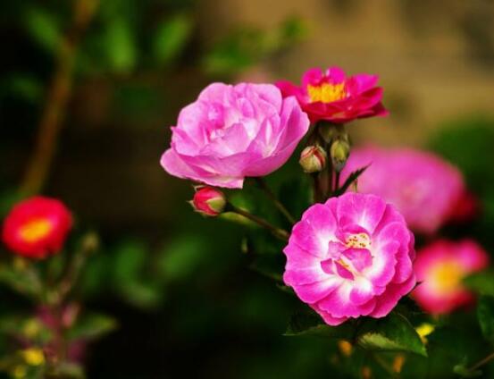 薔薇花修剪，薔薇花五點修剪小步驟