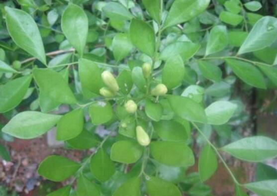 九里香剪枝后多久開花，春季修剪最佳/百天后花開爆盆