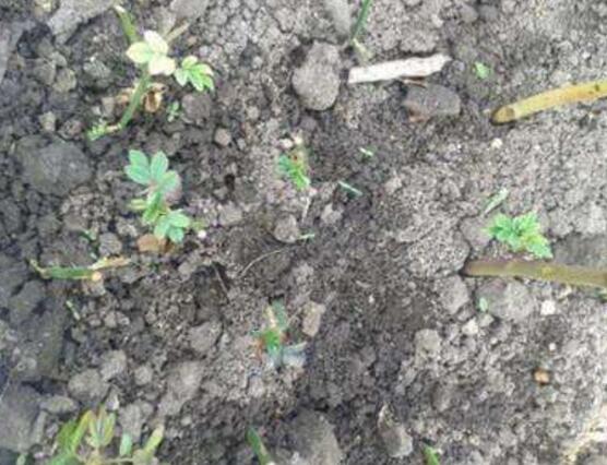 薔薇花的扦插方法，薔薇花扦插五個(gè)簡(jiǎn)單步驟