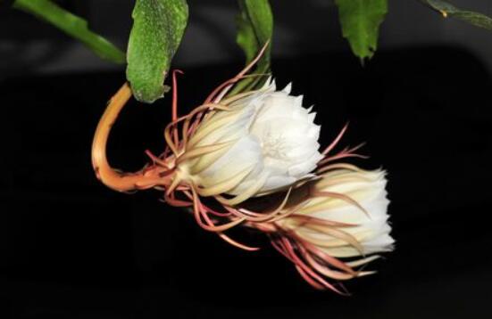 曇花什么時(shí)候葉插，以春季為主/擇兩年生健康老葉