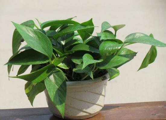 綠蘿有毒嗎，綠蘿可以放在臥室嗎/有毒別放臥室