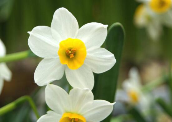 關(guān)于水仙花的知識，老農(nóng)解析五個最全面的概述