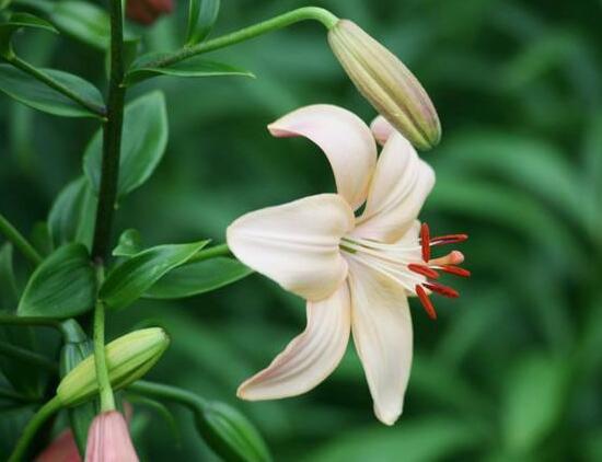 百合花葉子發(fā)黃怎么辦，教你五種方法讓它恢復生機