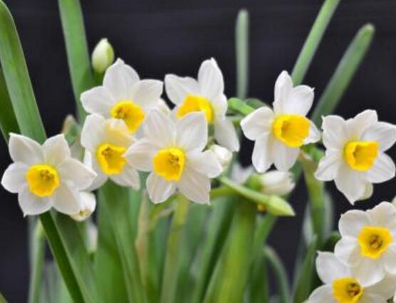 水仙花什么季節(jié)開(kāi)花，水仙花花期在冬季開(kāi)放