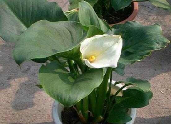 馬蹄蓮的繁殖方法圖解，詳解三種存活率最高常用方法