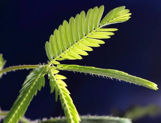 含羞草葉子為什么發(fā)黃，含羞草葉子發(fā)黃怎么辦