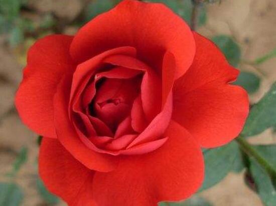 月季花有毒嗎，月季花可以吃嗎(無(wú)毒可食用)