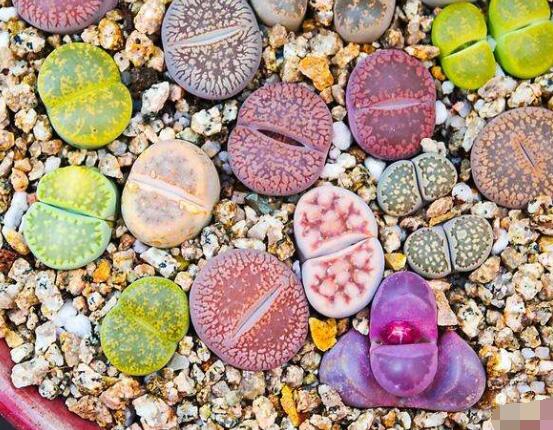 生石花怎么分株繁殖，教你一學(xué)就會(huì)五個(gè)基本步驟