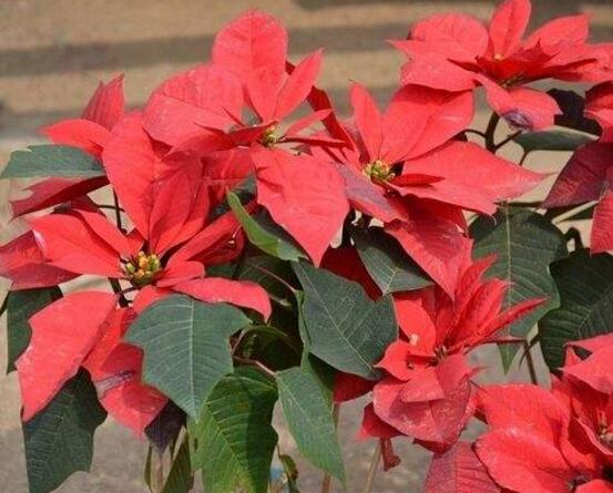 一品紅怎么澆水，一品紅澆水方法