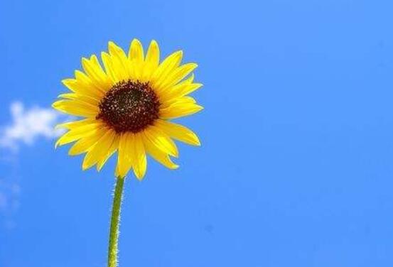 向日葵一般送幾朵，盤點(diǎn)最合適的朵數(shù)(1/2/6/8/9/10)