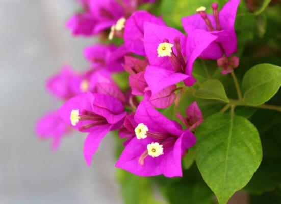 三角梅的養(yǎng)護(hù)，教你兩種簡(jiǎn)單養(yǎng)護(hù)方法(花期前和花期后)