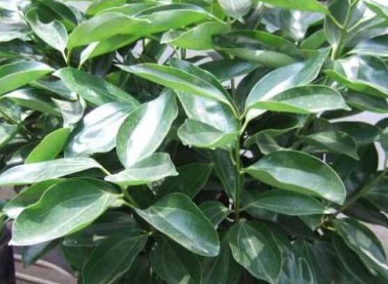 平安樹適合放客廳嗎，凈化空氣、招財(cái)生旺