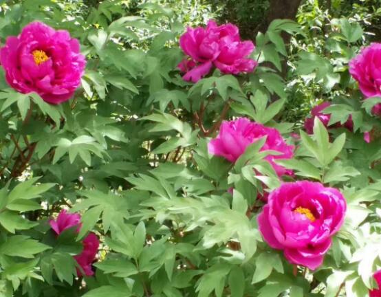 牡丹花什么時(shí)候開(kāi)，牡丹花在每年5月開(kāi)花(一年開(kāi)一次)