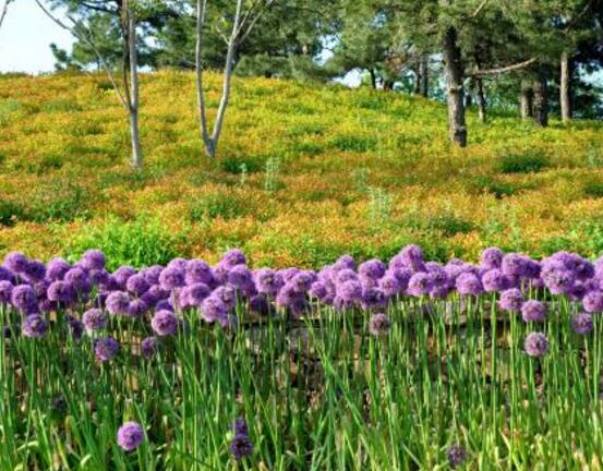 風(fēng)信子的水培方法，簡(jiǎn)單易學(xué)的四大水培基本步驟