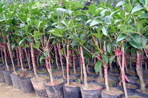 盆栽桂花移栽后管理方法，讓植株盡快適應(yīng)是關(guān)鍵