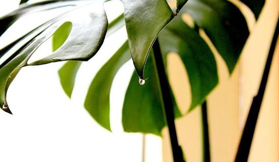 龜背竹有毒嗎，龜背竹可以放入室內(nèi)養(yǎng)嗎