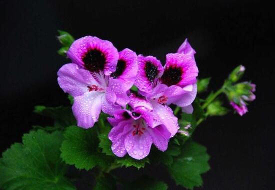 天竺葵的水扦插方法，做好四個(gè)簡(jiǎn)單步驟扦插爆盆