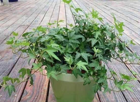 常青藤除甲醛嗎，每平方米可吸收甲醛1.48毫克