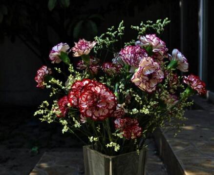 康乃馨的作用與功效，不光可以送人并且還有著很高的藥用價(jià)值