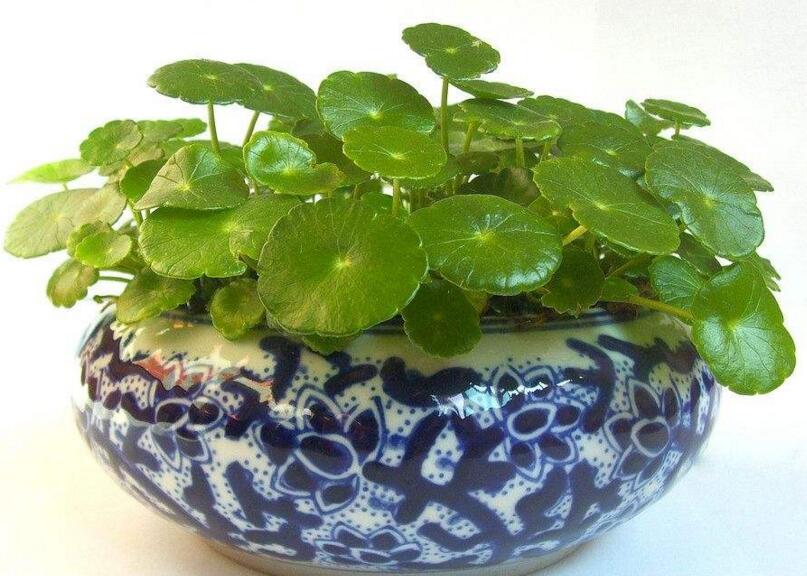 銅錢草適合放臥室嗎，不僅可以放并且作用也特別大