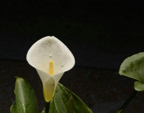 馬蹄蓮能凈化空氣嗎，能/釋放出氧氣、分解出毒素