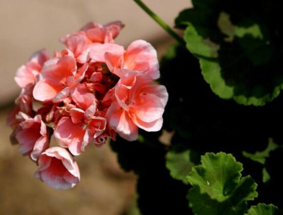 天竺葵適合什么花盆，紫砂盆是最好一種(透氣滲水)