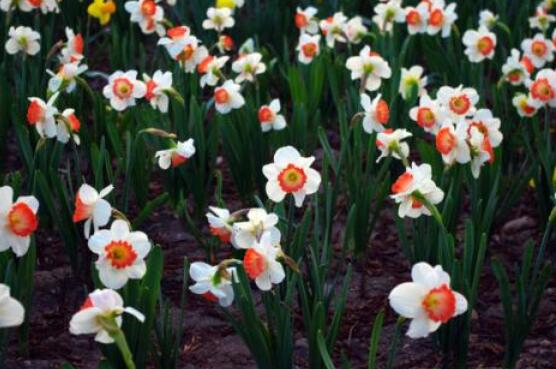 水仙花水培養(yǎng)殖方法，教你三種簡(jiǎn)單可行的方法