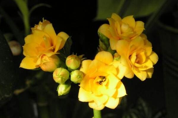 天竺葵的寓意是什么，熱情甜蜜、幸福溫暖