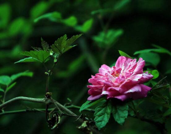 薔薇花怎么牽引爬墻，固定好主枝、延伸修剪后新枝條