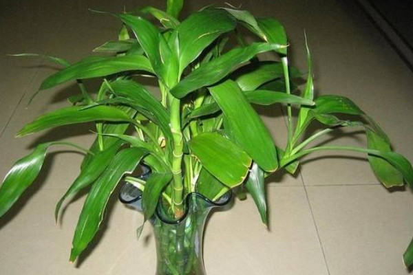 富貴竹葉子下垂怎么辦，遠(yuǎn)離電器輻射和出風(fēng)口