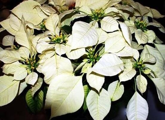 品紅種類有多少，一品紅種類大全(圖片)