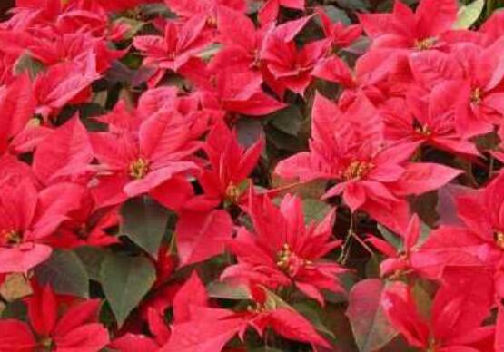 一品紅能放家里養(yǎng)殖嗎，凈化空氣、共祝新生的美好