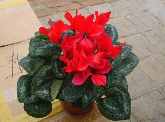 仙客來(lái)的作用有哪些，能夠起到一定的觀賞作用