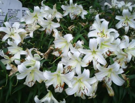 香水百合的養(yǎng)殖方法和注意事項，老農教你最實用七大養(yǎng)殖方法