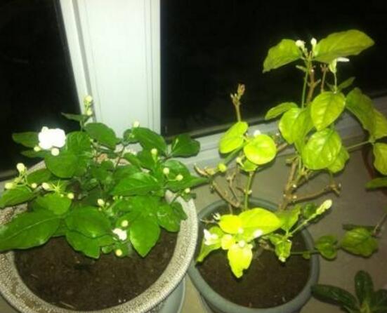 茉莉花葉子發(fā)黃怎么辦，茉莉花葉子發(fā)黃解決辦法