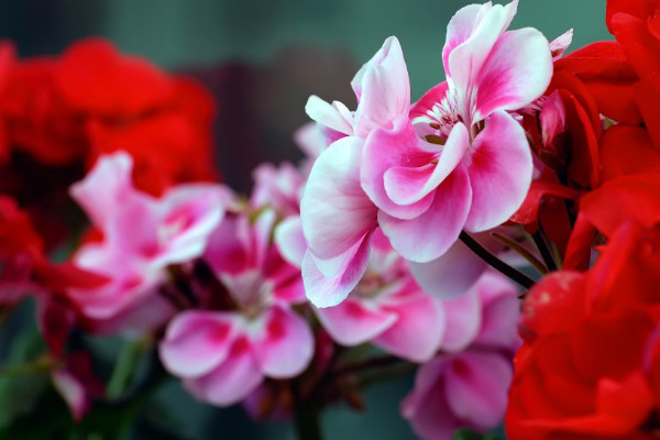 石臘紅怎么養(yǎng)，不可接受強(qiáng)度過(guò)高的光照滋養(yǎng)