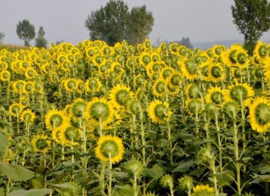 向日葵在風水中怎么說，財源滾滾、化解煞氣