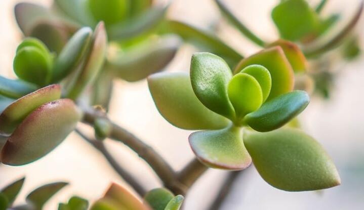 燕子掌生蟲了怎么辦，4種不同的病蟲害治療方法