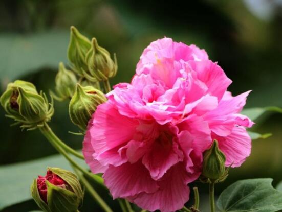 芙蓉花的功效與作用，凈化空氣、固土護(hù)坡、調(diào)經(jīng)止血